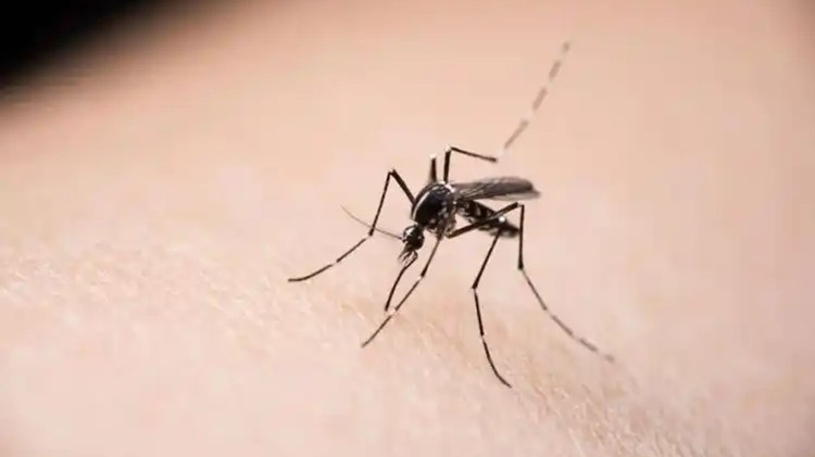 夏季来临，如何预防乙型脑炎？专家这样建议→