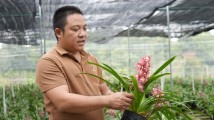 闯荡异国者回乡创业种兰花:农村也有发展的空间 闯荡异国者回乡创业种兰花:农村也有发展的空间