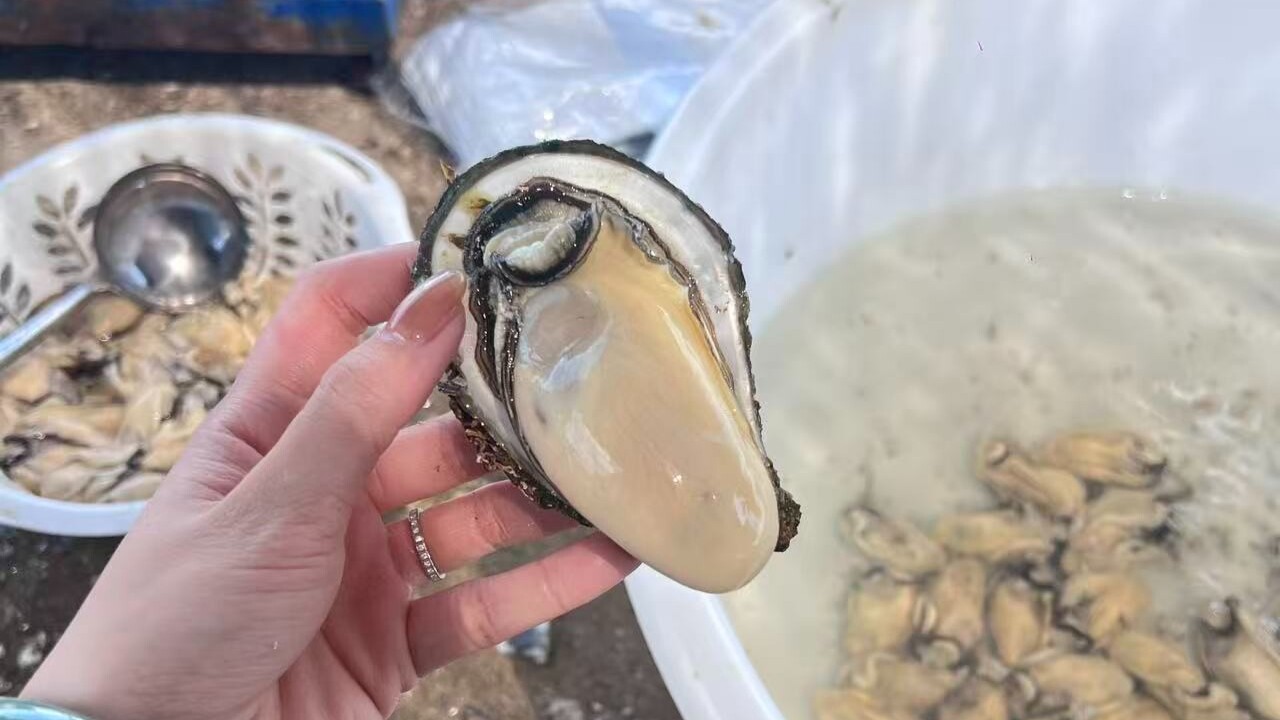 A returned overseas student promotes Zhanjiang oysters to broader market