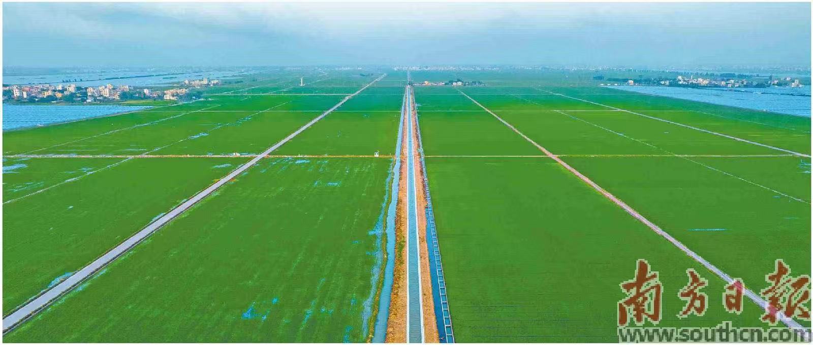 雷州半岛灌区工程是国家“两重”建设标志性重大水利工程。图为湛江雷州东洋灌区。粤水轩供图