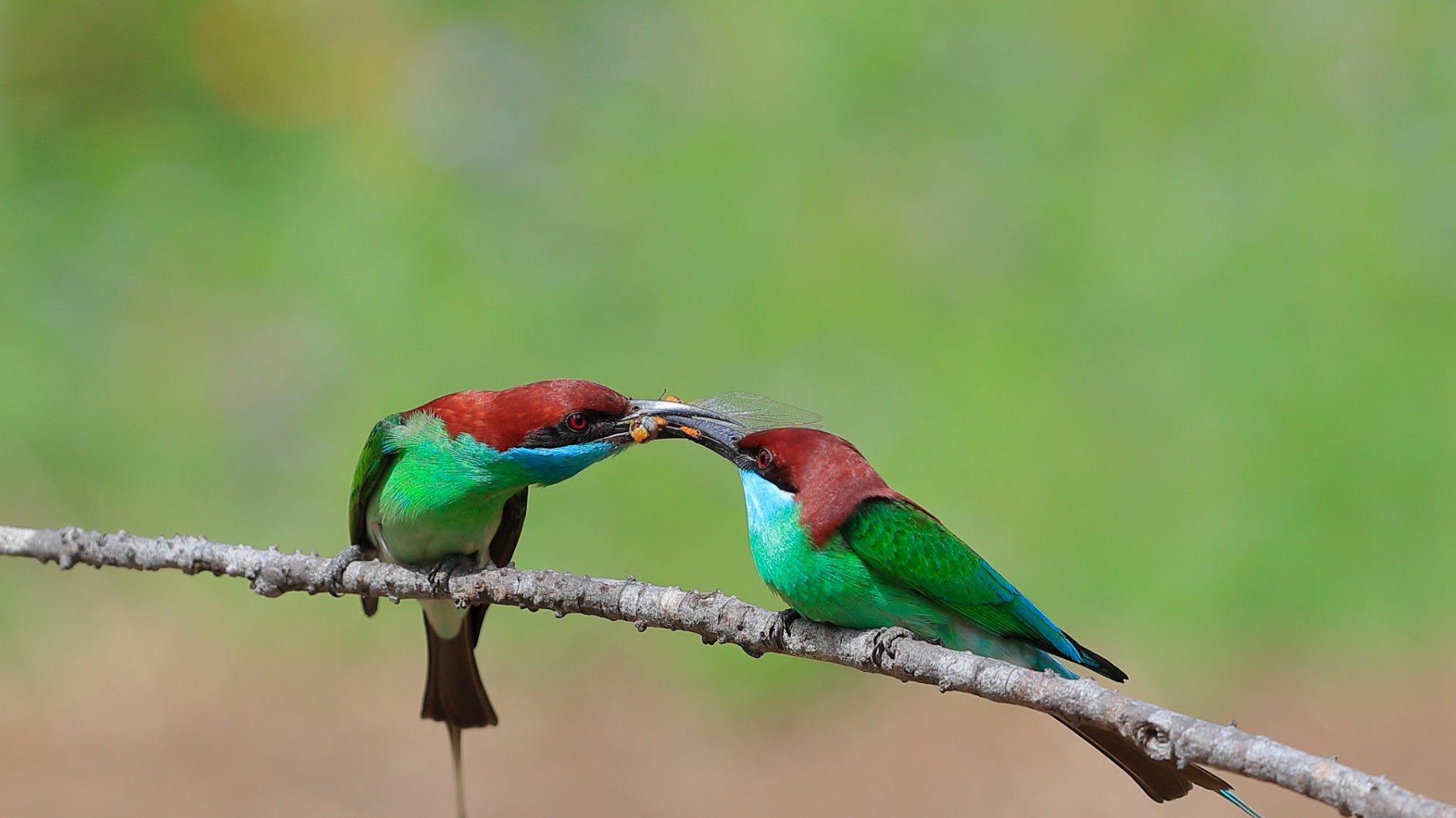 Discover "magical creatures" in Zhanjiang