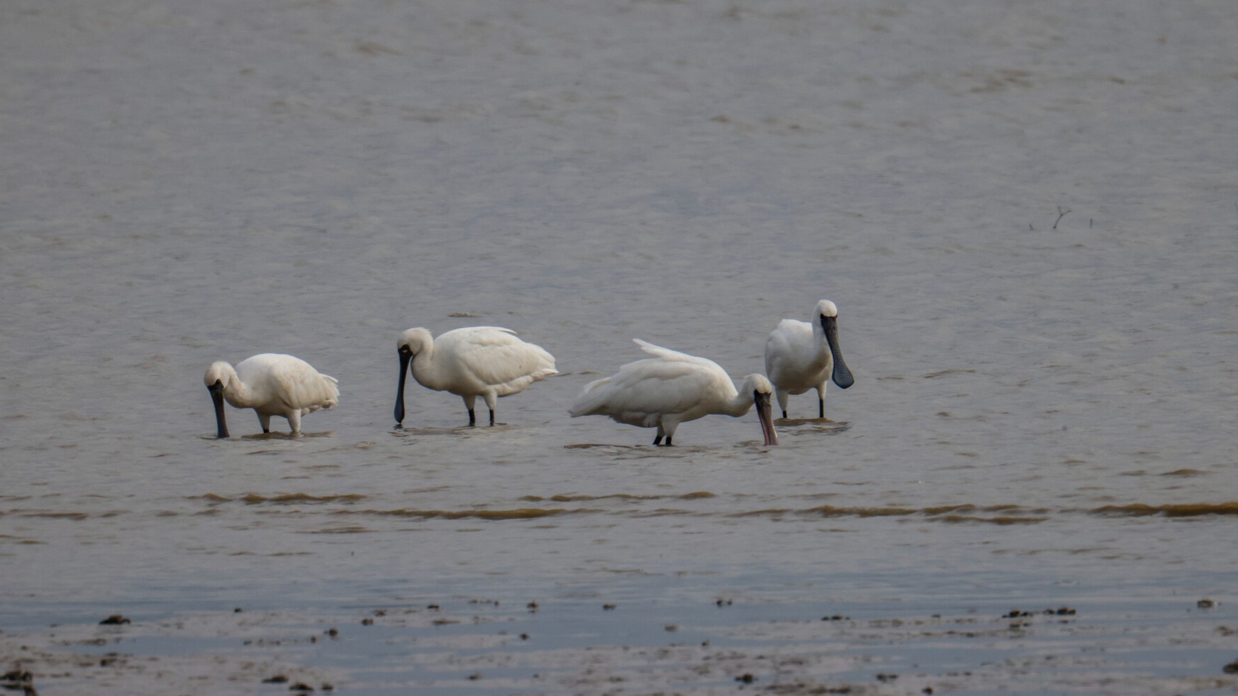 Rare black-faced spoonbills arrive in Shenzhen Bay for winter