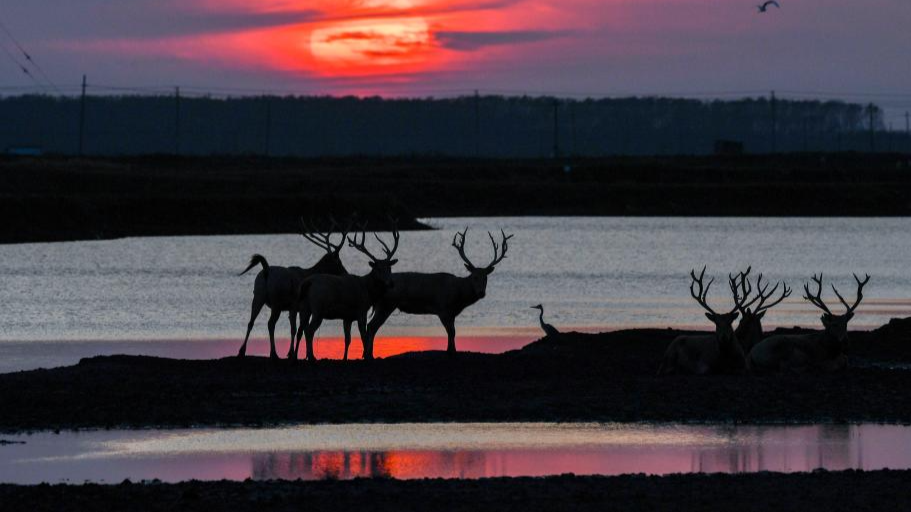 Population of milu deer increases due to conservation efforts in east China's reserve