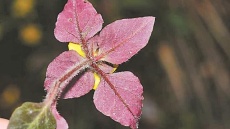 Lysimachia danxiashanensis, a new species of Primulaceae discovered in Guangdong