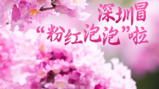 暖冬浪漫天花板，深圳冒“粉红泡泡”啦