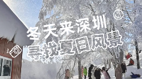 冬天来深圳，寻找夏日风景