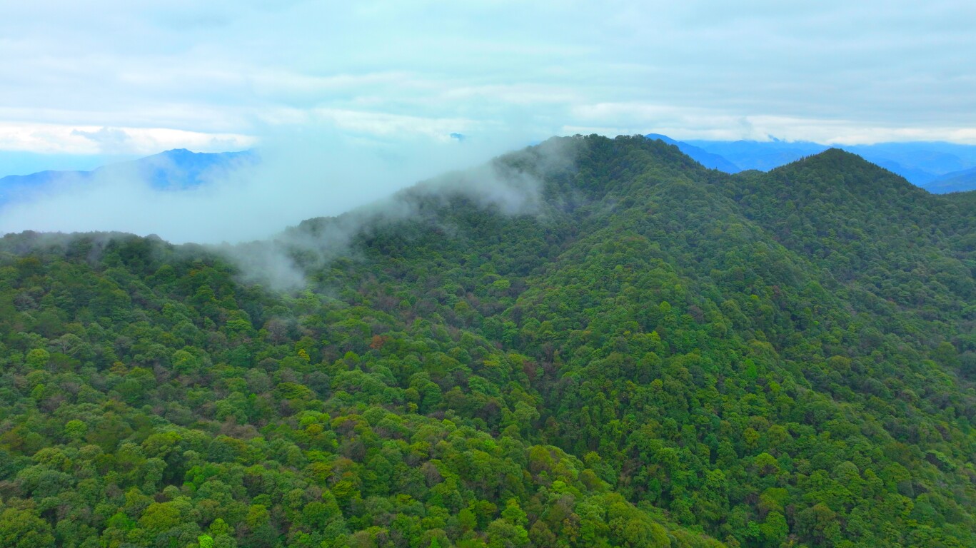 韶关仁化示范区天然林(通讯员供图)