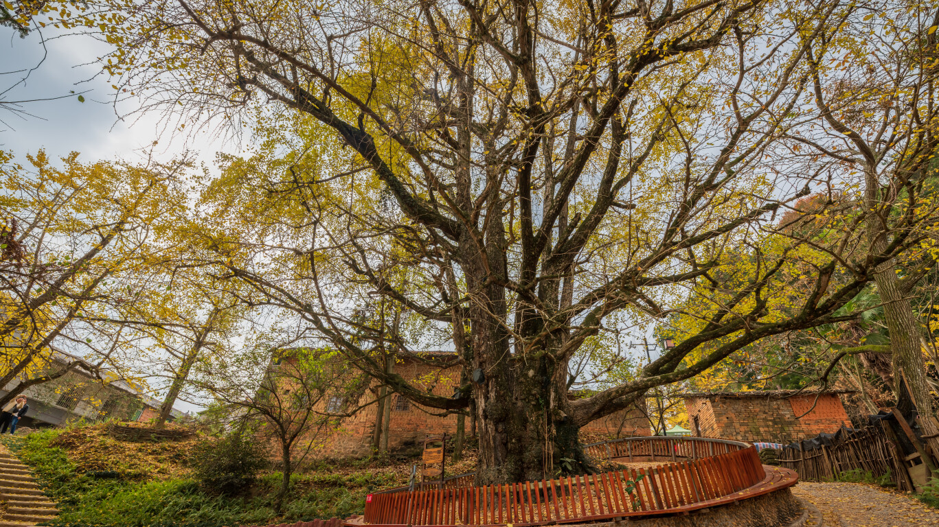 韶关南雄坪田镇新墟村银杏王（通讯员供图）