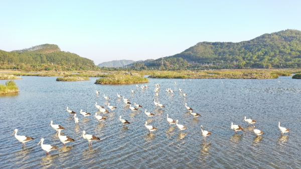 Rare migratory birds gather at Haifeng Provincial Bird Nature Reserve in Shanwei