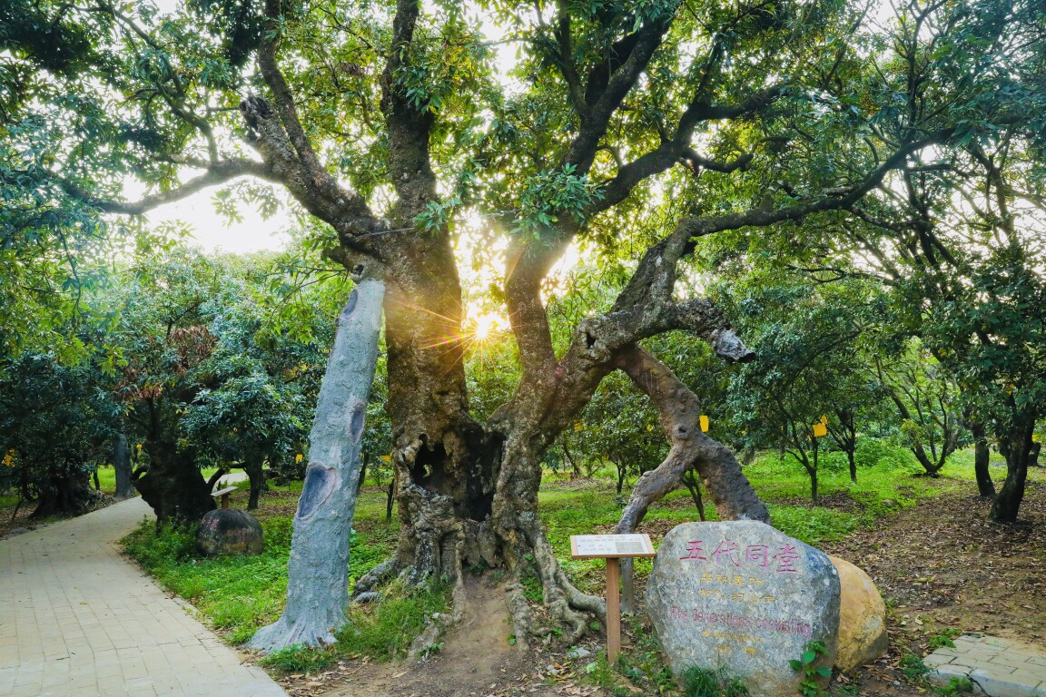 茂名根子贡园古荔枝树（通讯员供图）