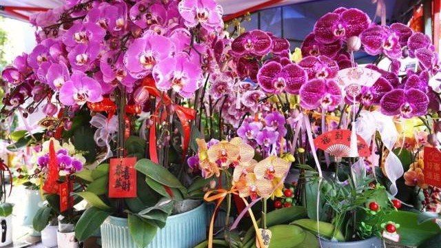 Spring unfolds in Foshan (I): Flower fairs dates and locations released