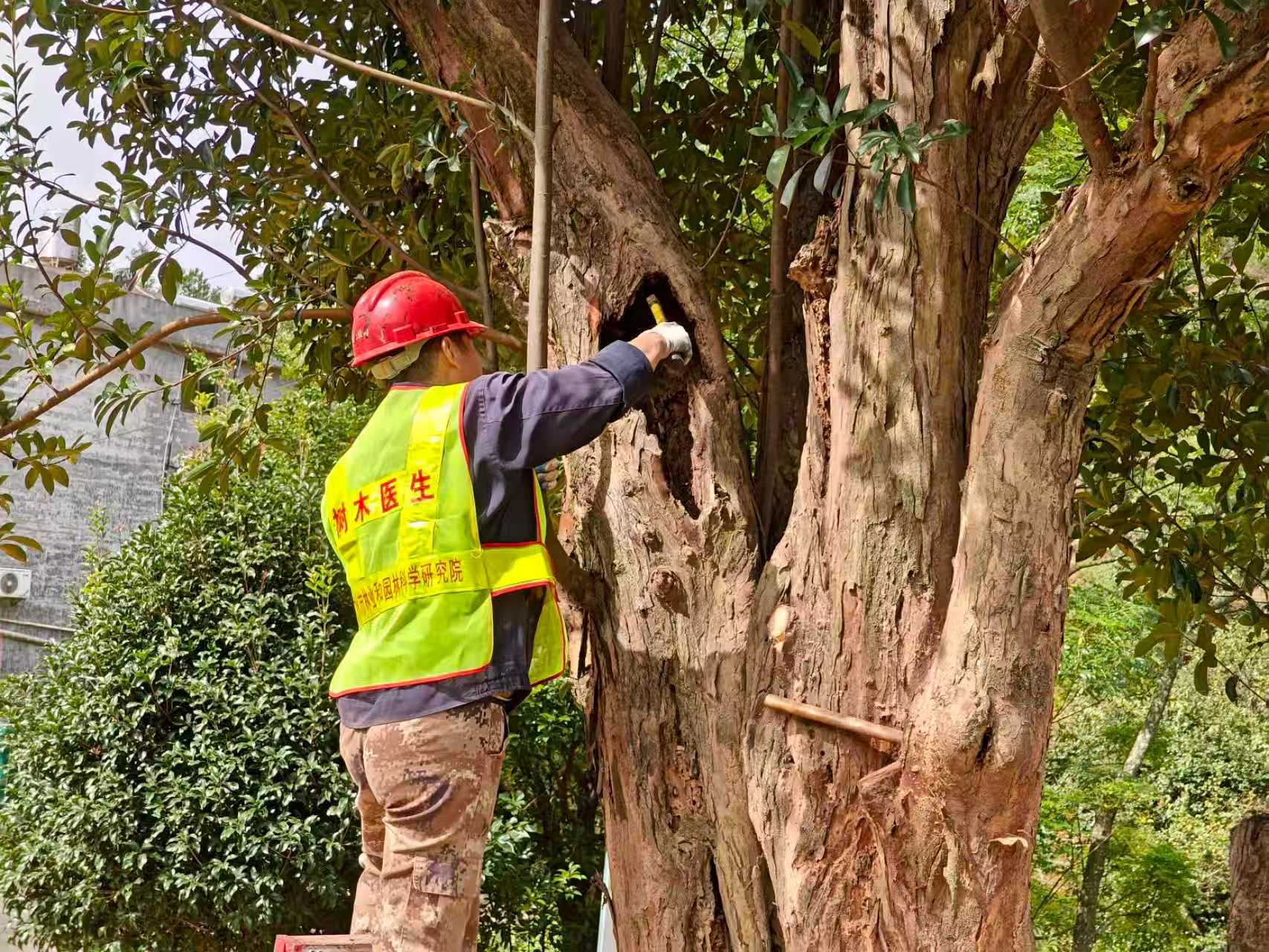树木医生在云浮市给“天下第一樟”进行清腐（通讯员供图）