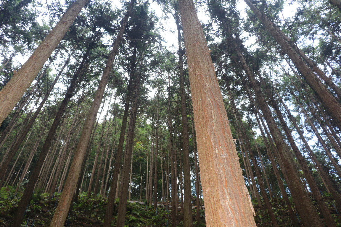 韶关仁化培育大径材(通讯员供图)