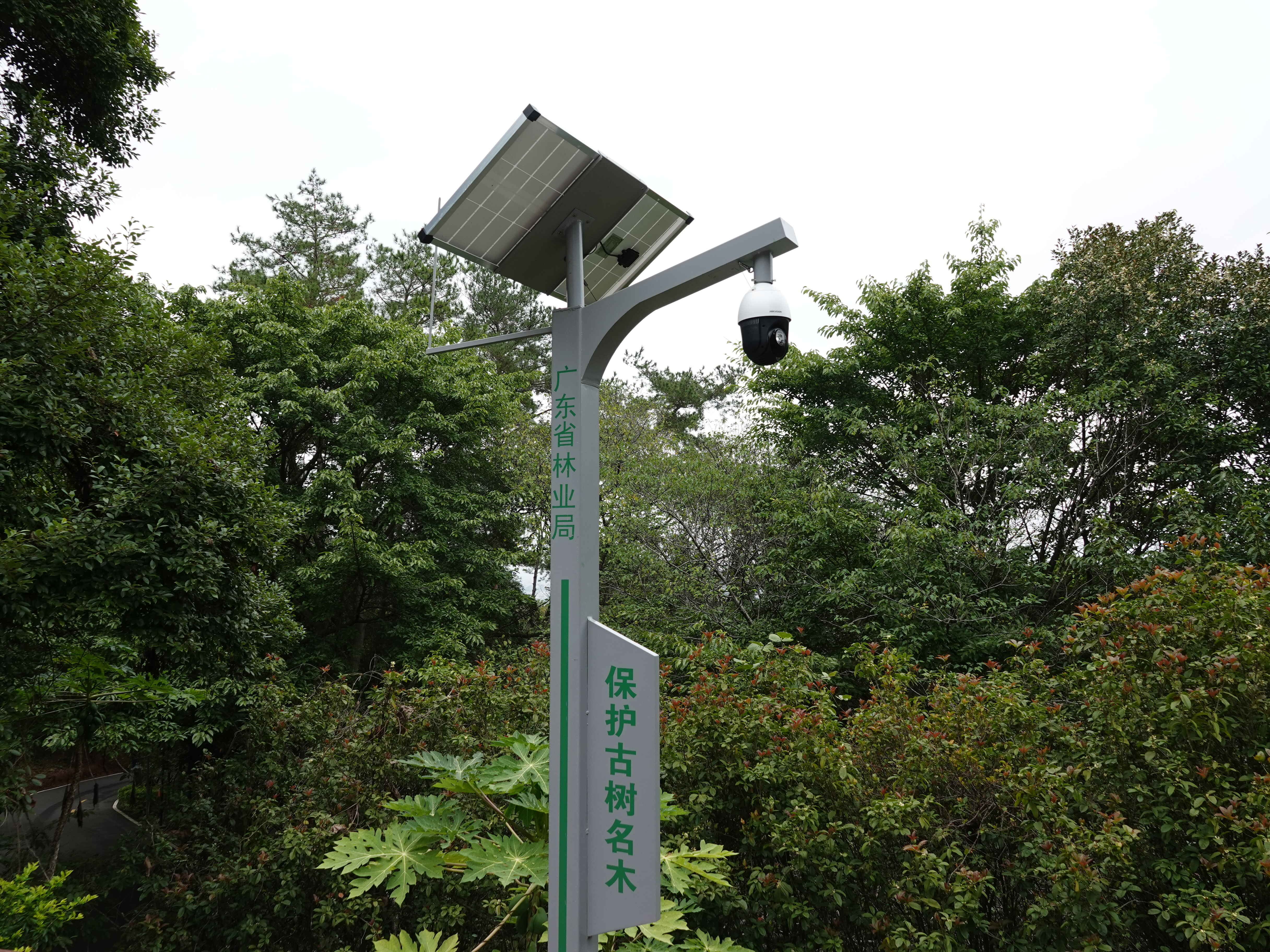 保护古树名木摄像头（通讯员供图）