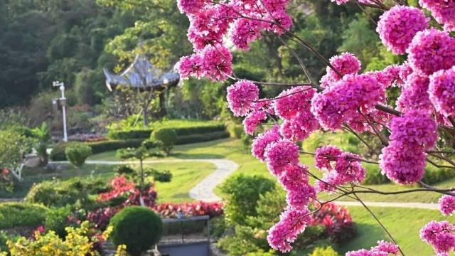 Zhuhai bathed in a purple dream as trumpet trees bloom