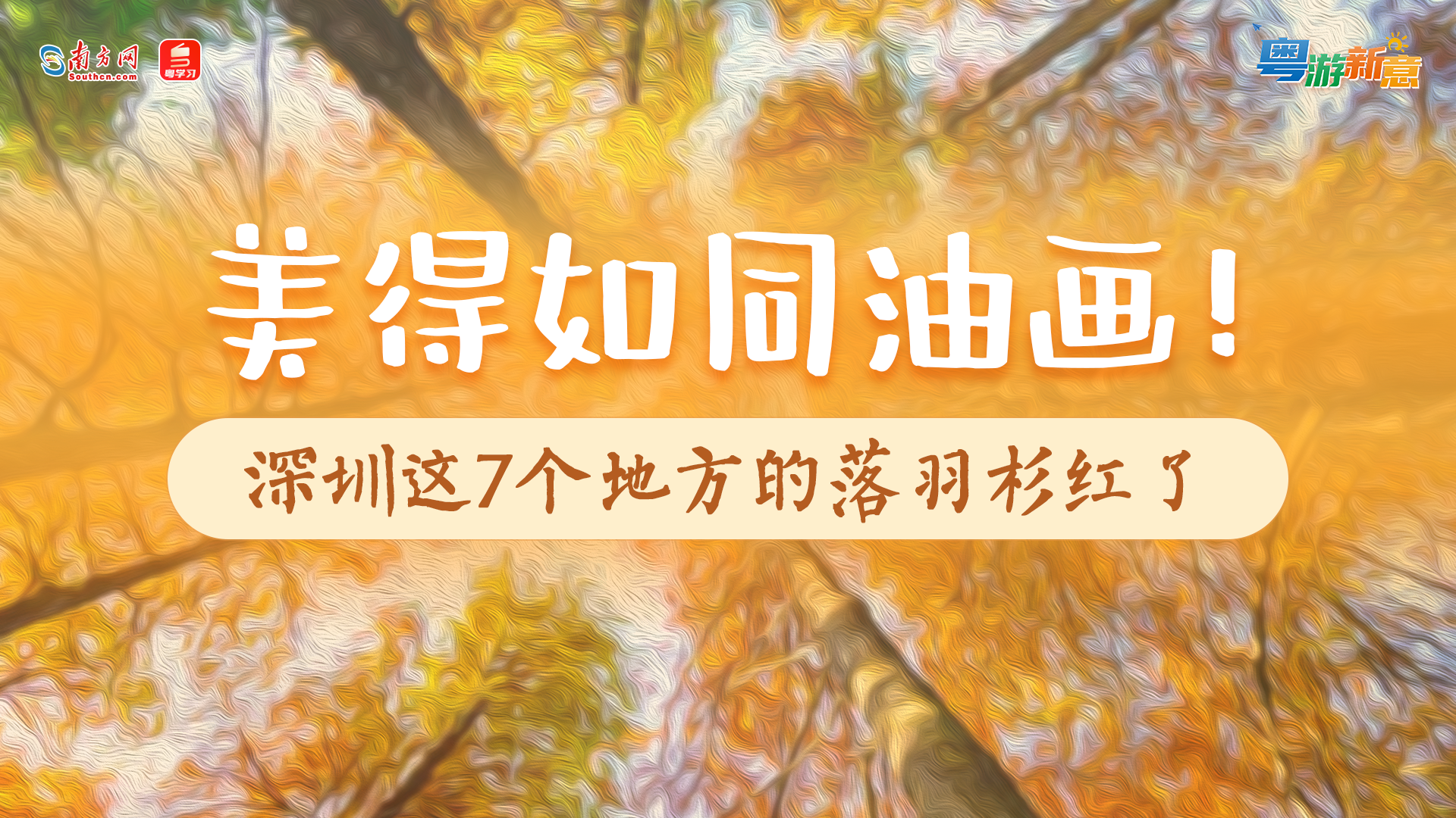 美得如同油画！深圳这7个地方的落羽杉红了丨粤游新意