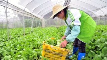东西部协作供销联盟成员单位聚惠考察粤港澳大湾区绿色农产品生产供应基地 东西部协作供销联盟成员单位聚惠考察粤港澳大湾区绿色农产品生产供应基地