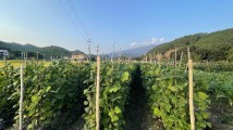 脆甜出圈!惠州徐田沙葛,从罗浮山下古村走向海外餐桌 脆甜出圈!惠州徐田沙葛,从罗浮山下古村走向海外餐桌