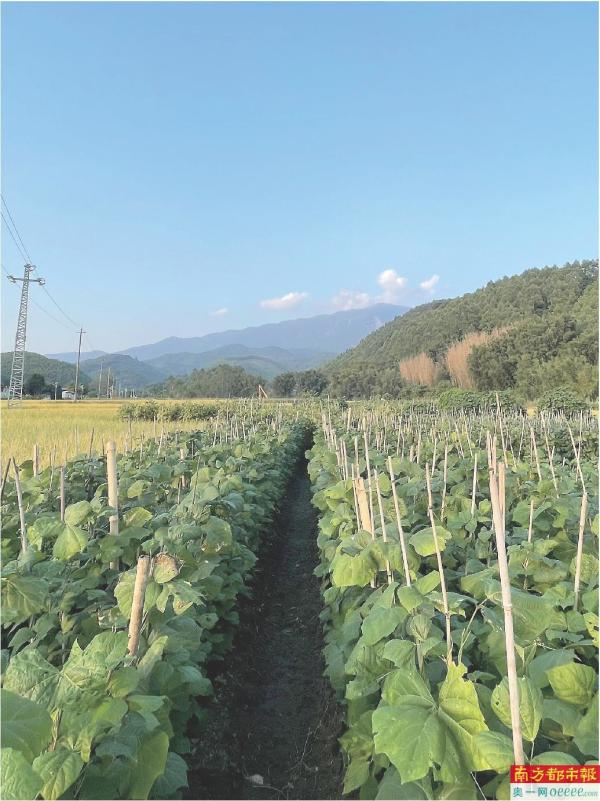 徐田村沙葛田。