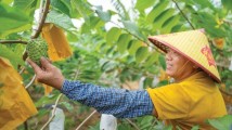 树上“冰淇淋”上市啦!泰美夏青村释迦果热销北上广深 树上“冰淇淋”上市啦!泰美夏青村释迦果热销北上广深