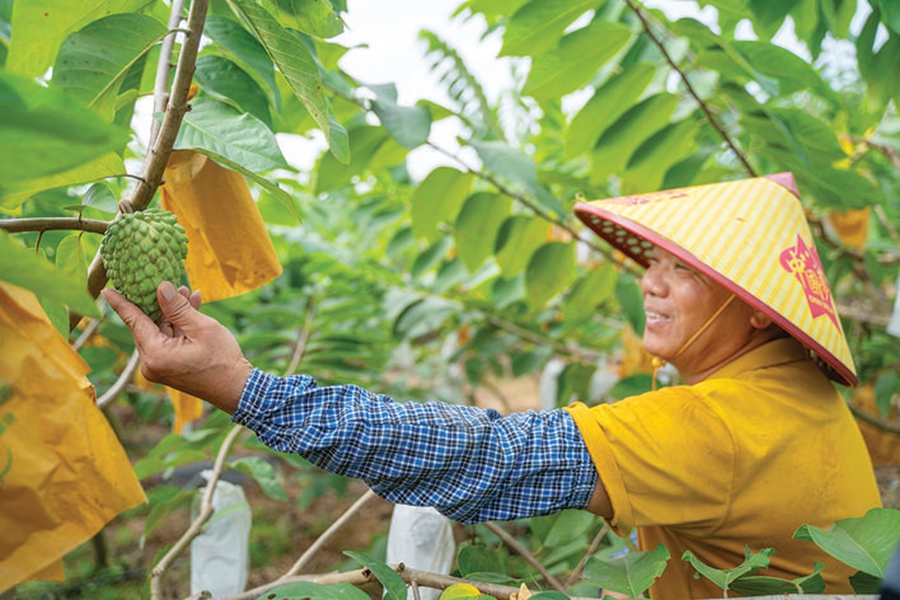 工人采摘释迦果。 惠州日报记者 汤渝杭 摄