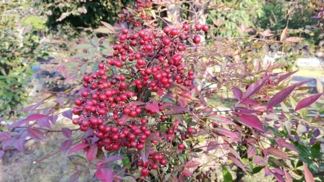 Attention please! This plant in scenic spots and parks is toxic