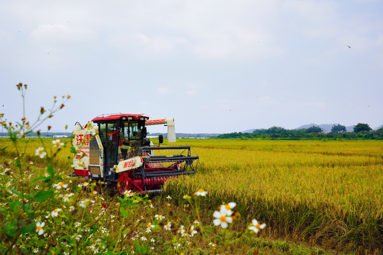 玖畹绿园农业种植基地一片欣欣向荣。