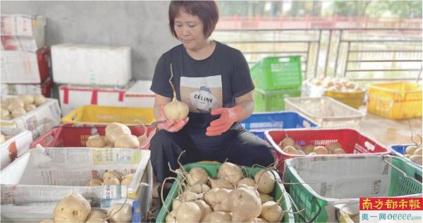 葛农欧阳琴在分拣沙葛。