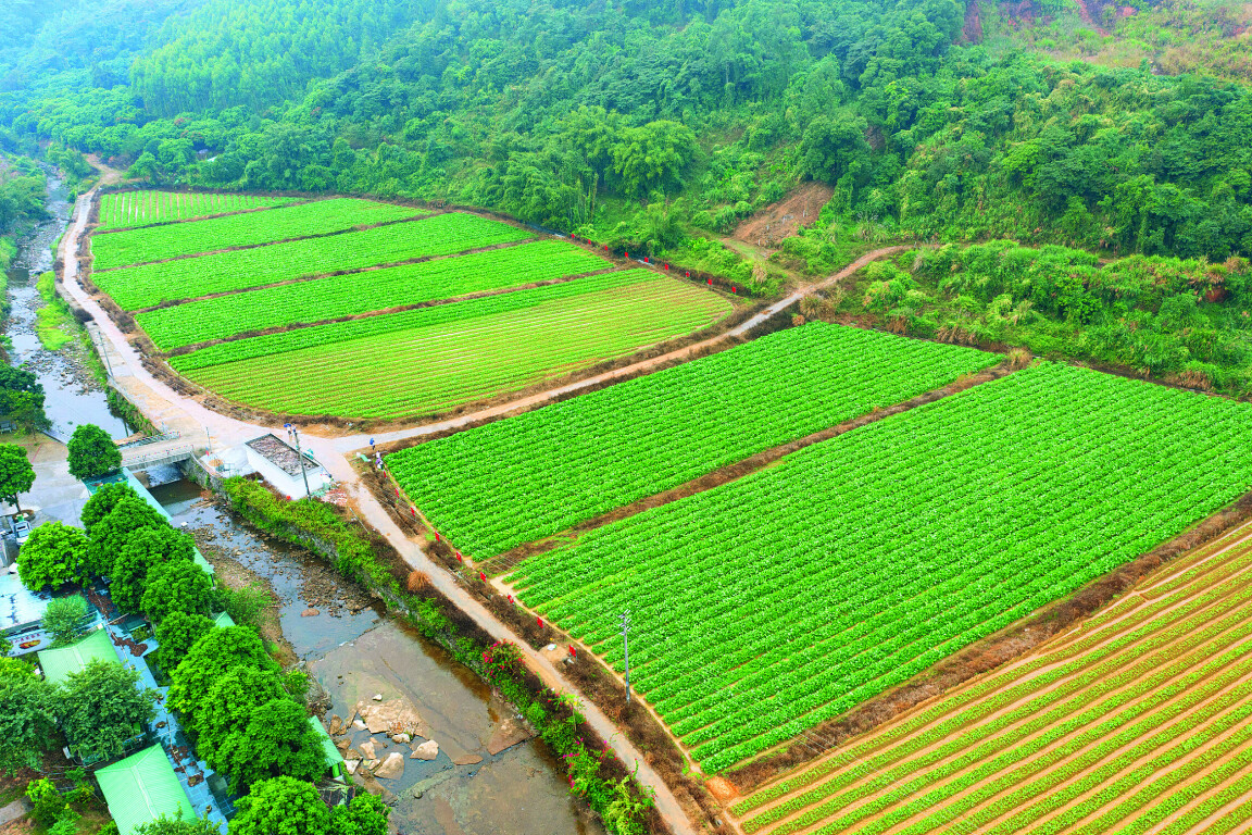 福田镇坳岭村的菜心种植基地。