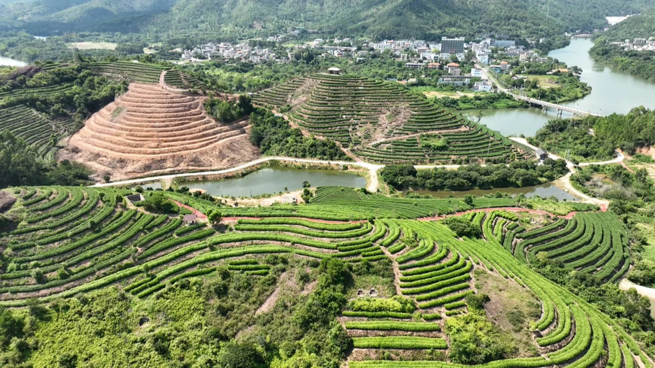 茶园航拍图。 惠州日报记者 赖金朗 特约通讯员 李文聪 摄