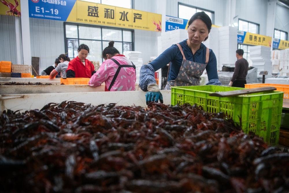 　　2024年4月30日，在位于湖北省潜江市的中国小龙虾交易中心，工作人员分拣小龙虾。新华社记者 伍志尊 摄