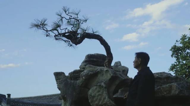 剑川木匠老何花了好几年，终于找到了适合放在假山上的松树