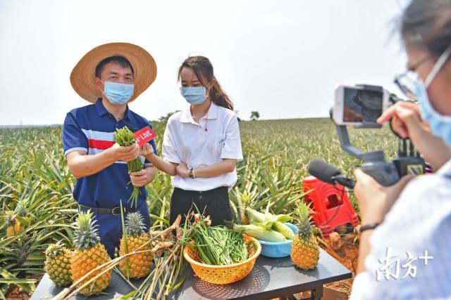 佛山驻村书记直播带货，线上为徐闻菠萝拓销路。南方日报记者 戴嘉信 摄