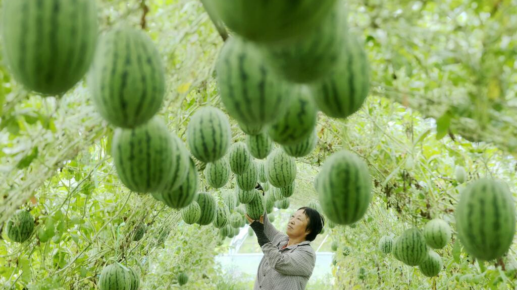 In pics: summer harvest across China