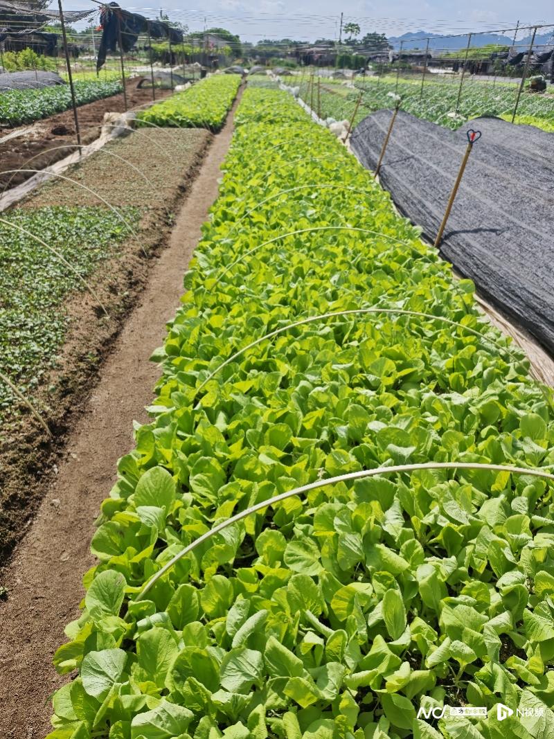 越南淡季引发供应担忧 罗布斯塔咖啡期货创14年最大周涨幅