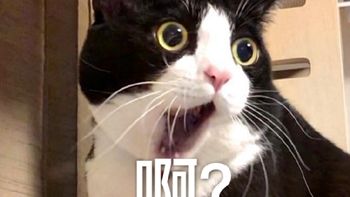 夫妻旅游回来被吓懵！客厅竟被一窝蛇“霸占”