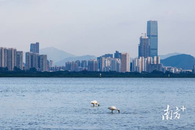 深圳湾迎来了久违的老朋友——黑脸琵鹭。南方+记者 鲁力 摄