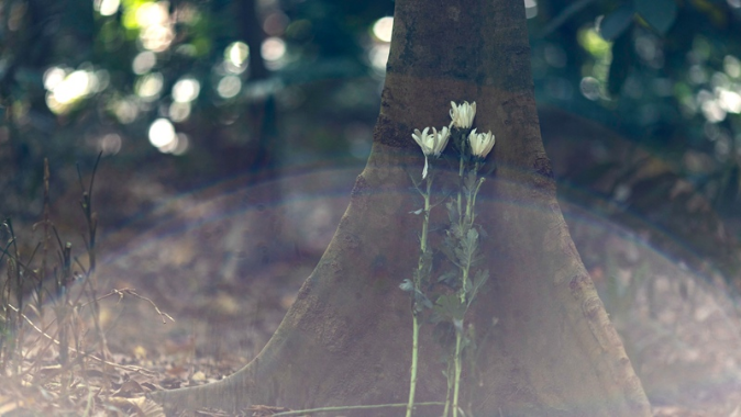 事关清明祭扫，广东多地有变化！