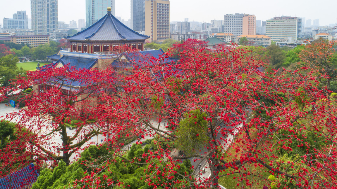 木棉花开满城红，浓须大面好英雄