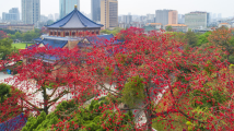 木棉花开满城红,浓须大面好英雄 木棉花开满城红,浓须大面好英雄