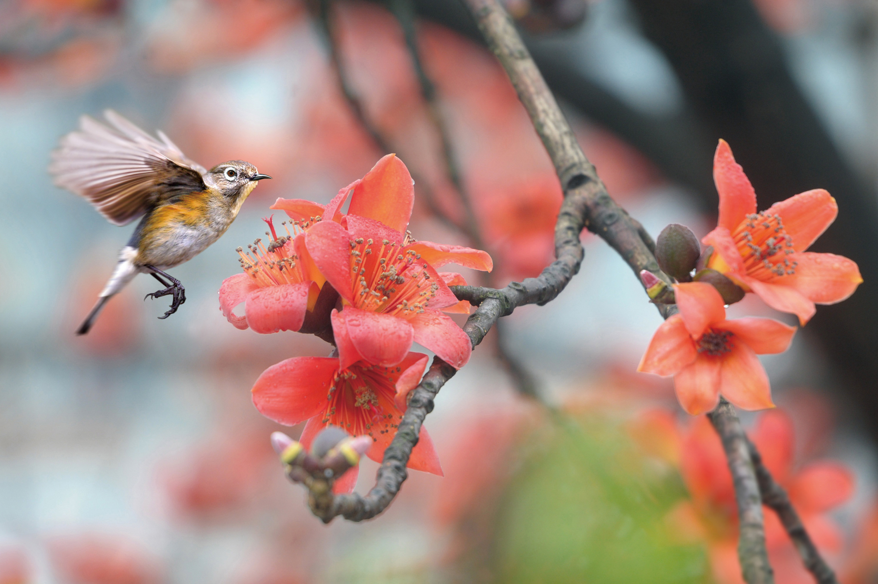 木棉花。