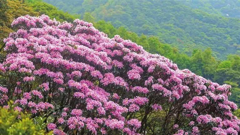 Venez au mont Wutong à Shenzhen pour admirer les Rhododendrons moulmainenses et assister aux concerts