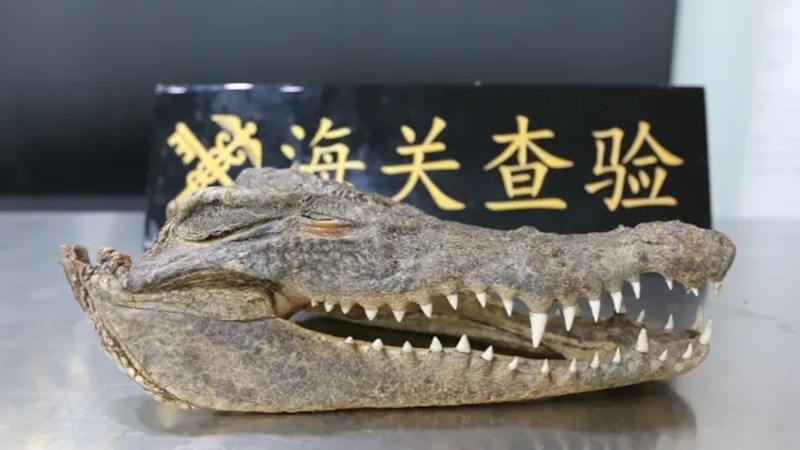 Customs officers seize a crocodile head carried by air passenger into country