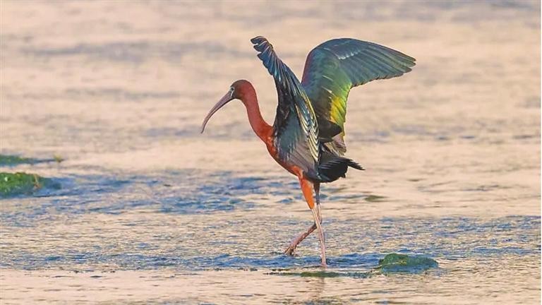 Rare protected species thrive in Guangming District, Shenzhen