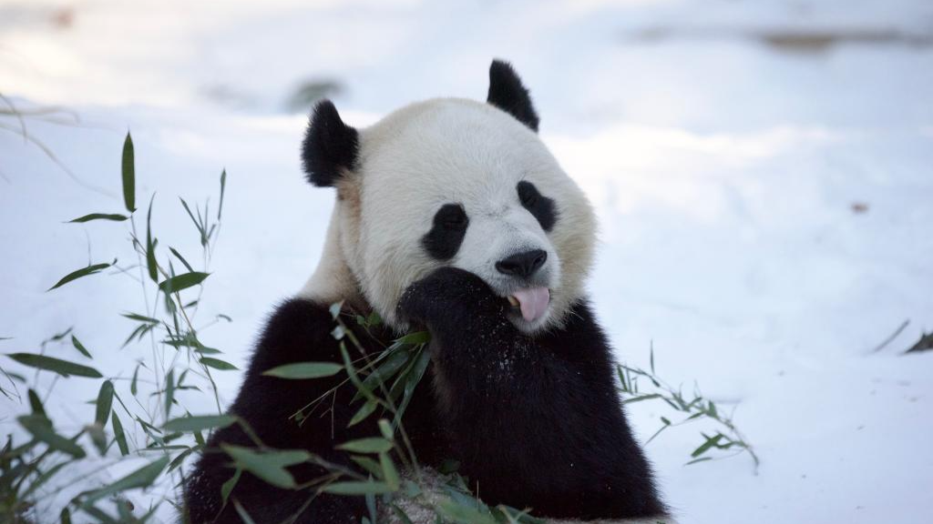 Giant pandas Bao Li and Qing Bao seen at Washington zoo