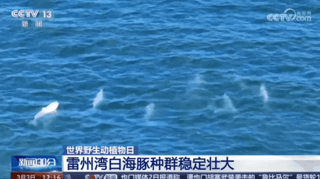 近千头中华白海豚畅游湛江雷州湾！世界第二大种群，“青壮年”为主