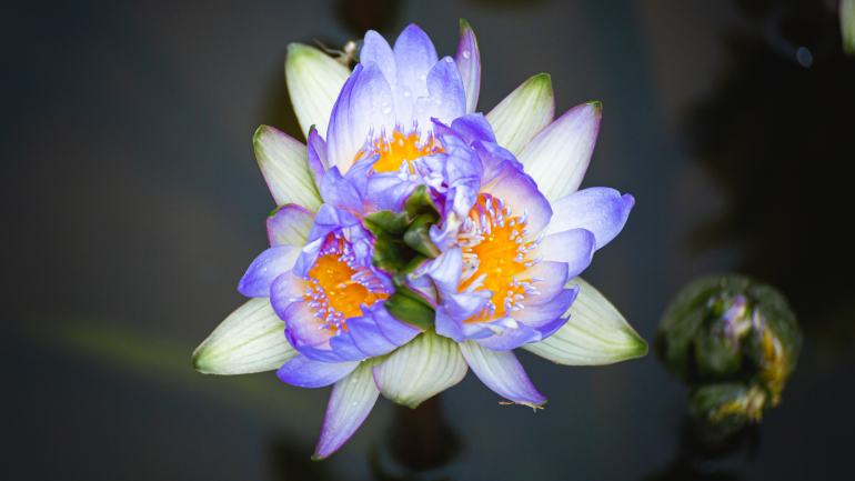 Rare multi-head water lily plant found in Guangzhou