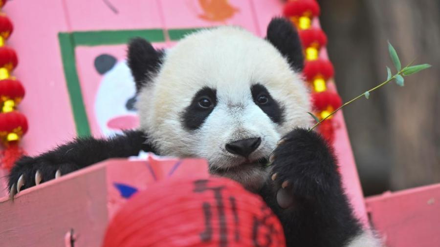 Giant panda cub enjoys special treat for Lantern Festival in Guangzhou