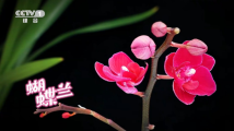 年初一，广东花卉登陆央视，与全球华人共贺新春！