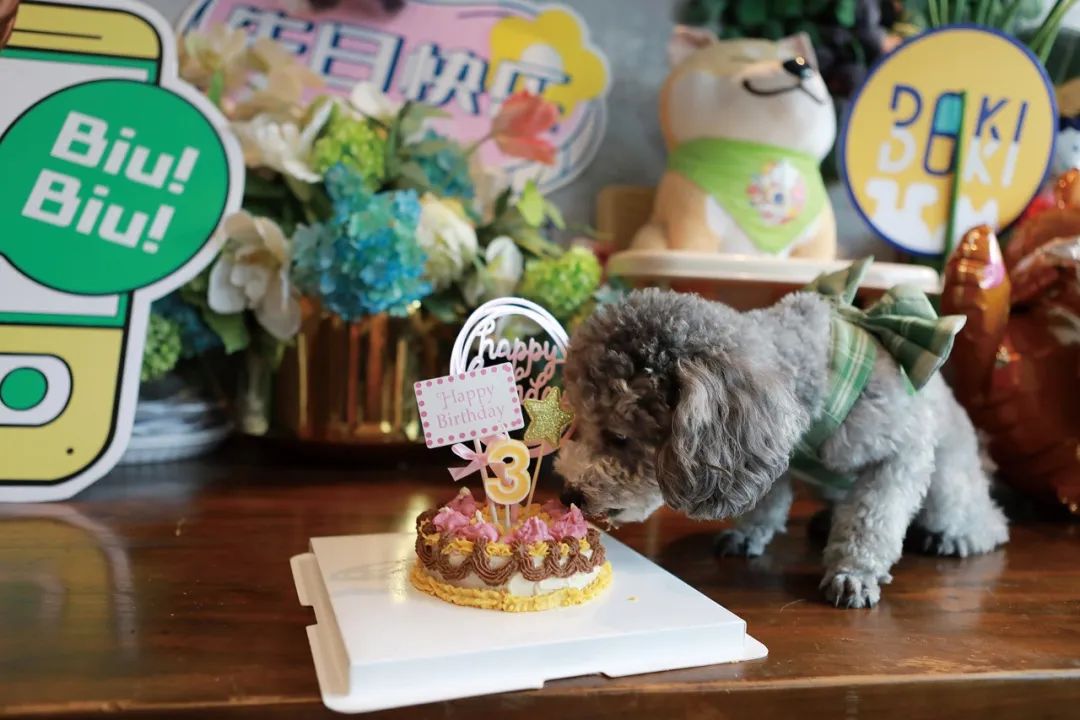 3岁的“十五”享用宠物生日蛋糕